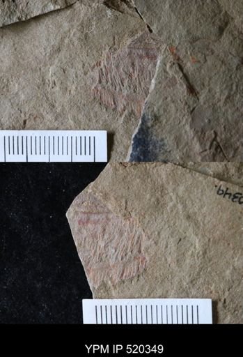 Hurdiidae
