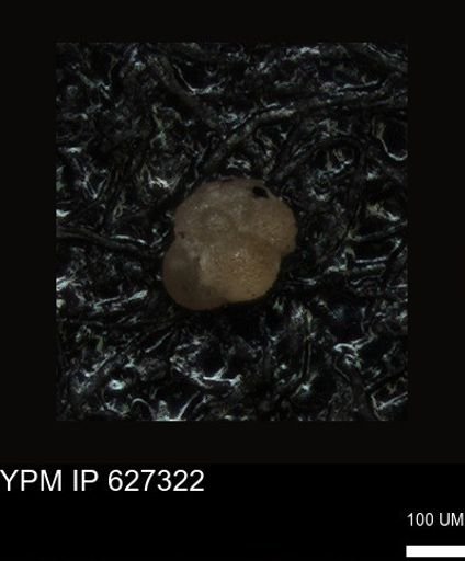 undet. Foraminiferida
