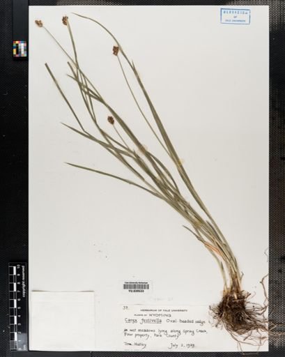 Carex