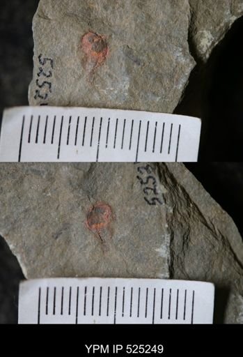 undet. Xiphosurida