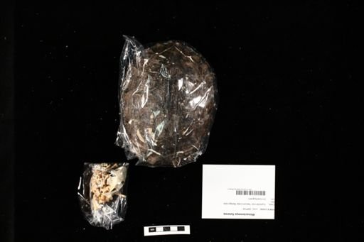 Rhinoclemmys funerea