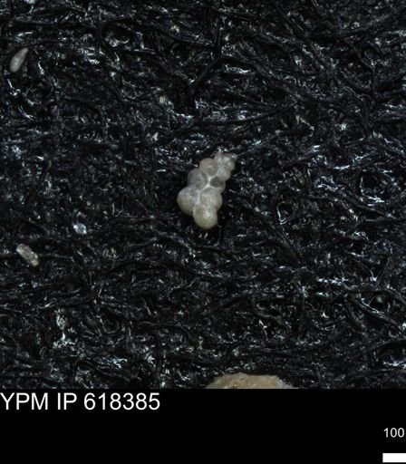 undet. Heterohelicidae