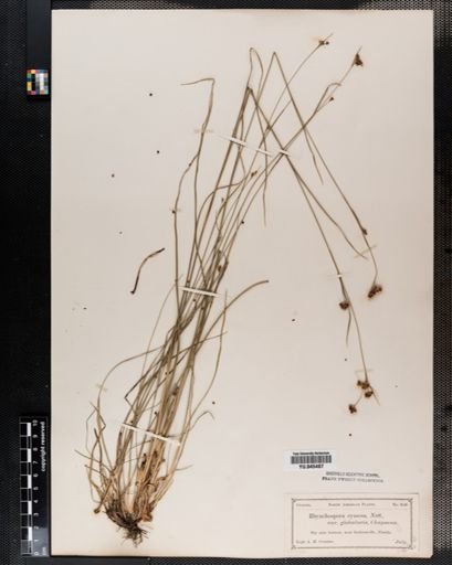 Rhynchospora
