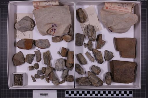 mixed taxa, stratigraphic collection