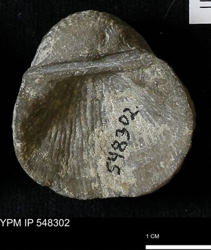 Stropheodonta subnavalis
