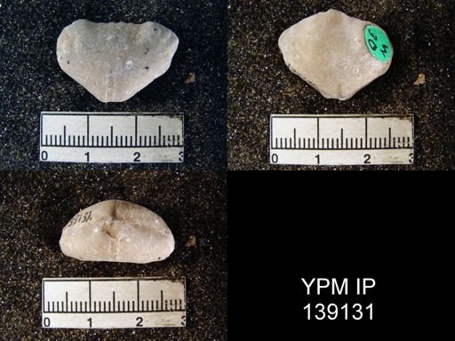 Camerophoria purdoni