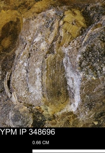 undet. Mollusca