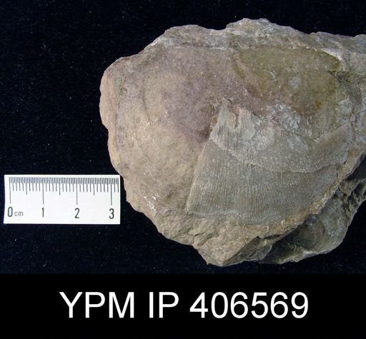 Leptostrophia magnifica