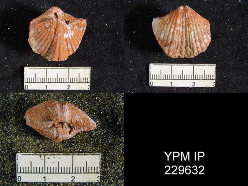 Spirifer opimus
