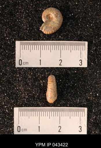 Hoploscaphites nicolletii