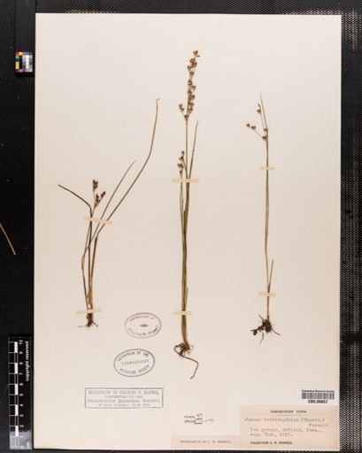 Juncus brevicaudatus