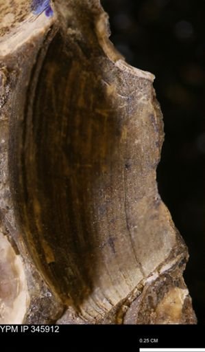 Limopsis striatopunctatus