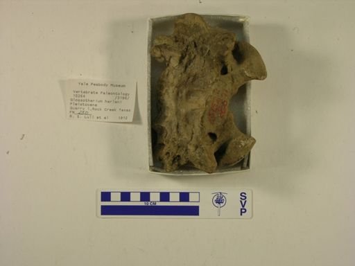 Glossotherium harlani