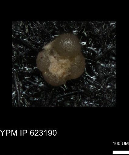 undet. Foraminiferida