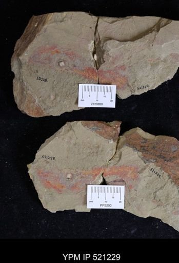 undet. Graptolithina