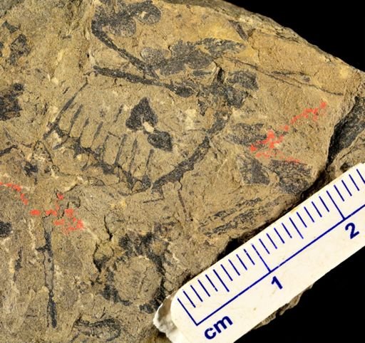 Calamites sp.