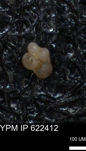 undet. Foraminiferida