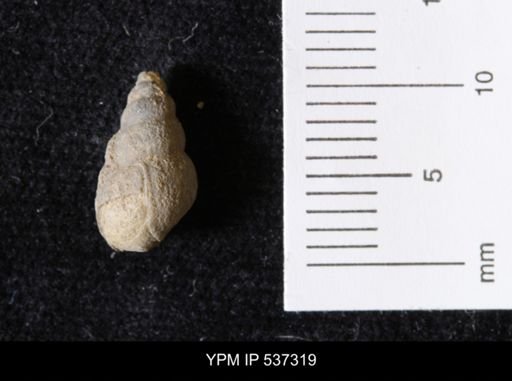 Goniobasis ortmanni