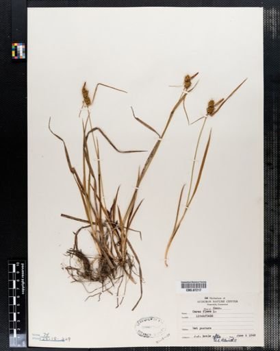Carex flava