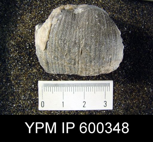 Productus semireticulatus