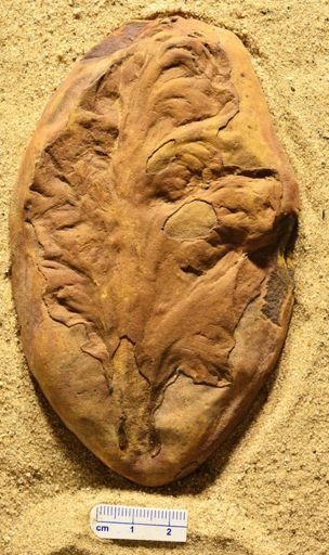 Aphlebia