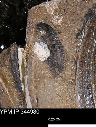 Parallelodon?