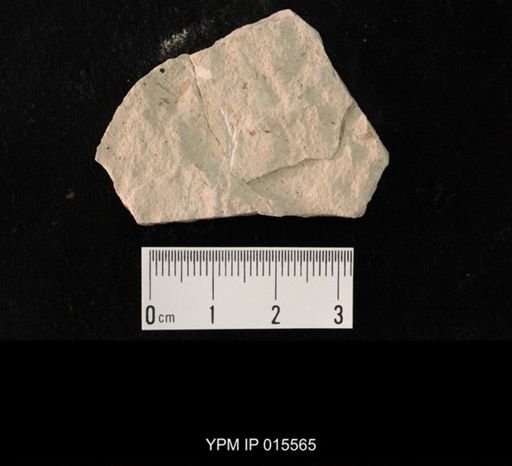 Probnis speciosa
