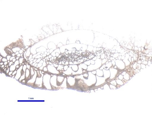Schwagerina bellula