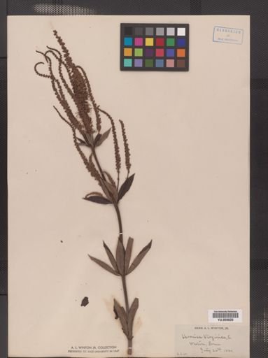 Veronicastrum virginicum