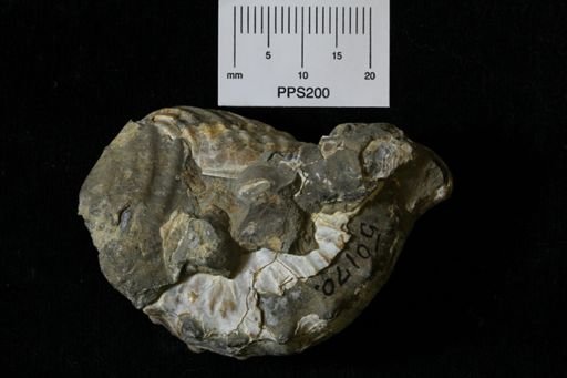 Jeletzkytes quadruangularis