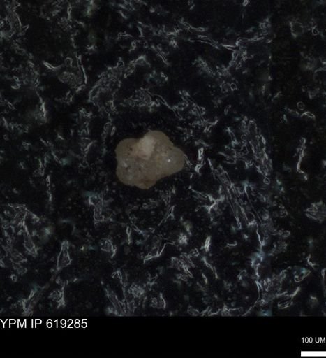 undet. Rugoglobigerinidae