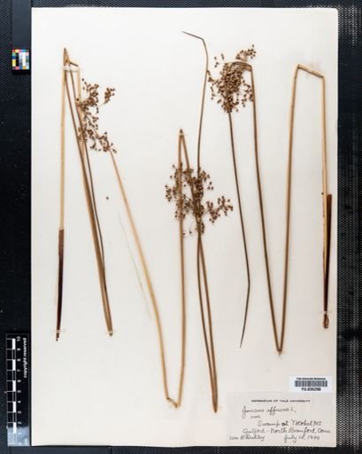 Juncus effusus