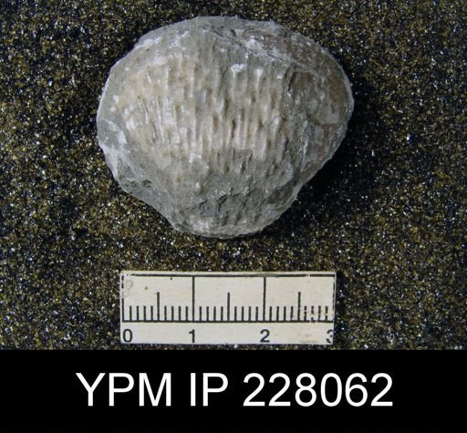 Juresania symmetrica