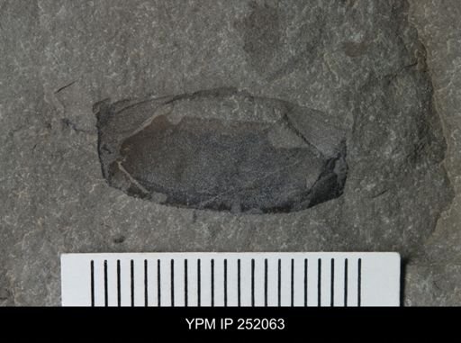 Eurypterus sp.
