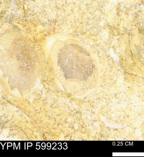 undet. Bryozoa