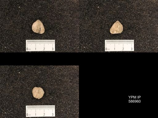 Rhynchotrema capax
