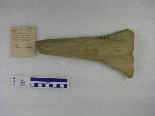 Stegomastodon mirificus