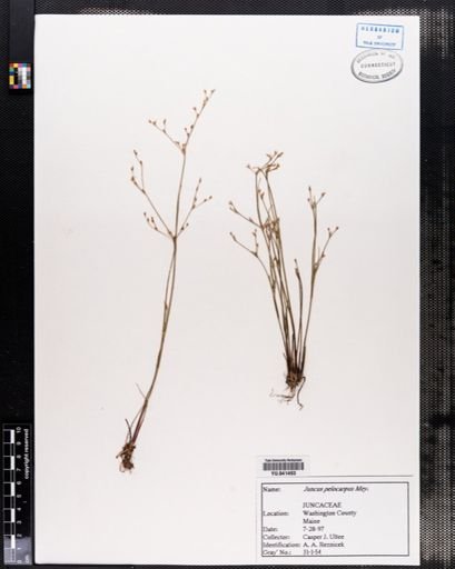 Juncus