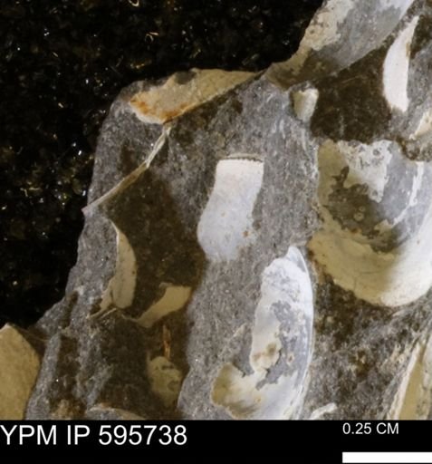 Protocardia sp.