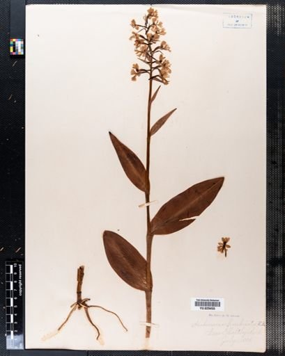 Habenaria fimbriata