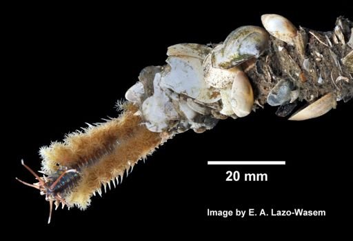 Diopatra cuprea