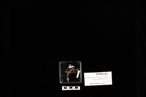 Sceloporus undulatus undulatus