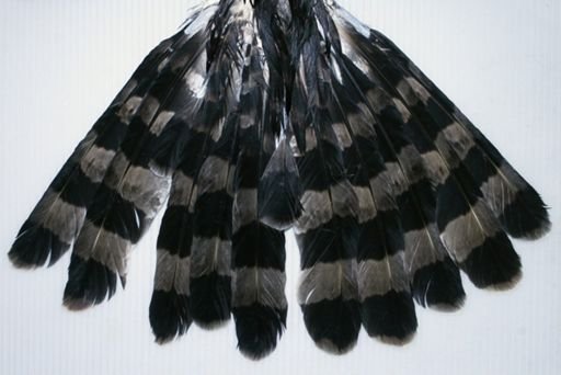 Spizaetus ornatus vicarius