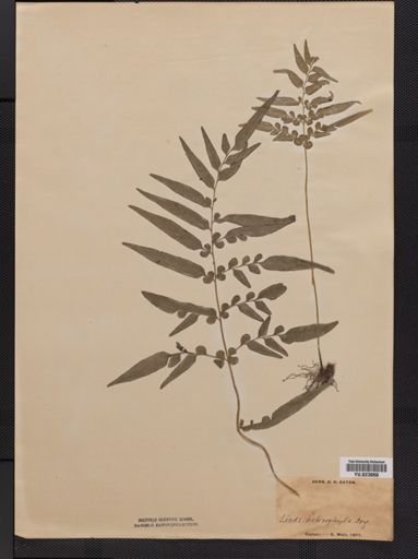 Schizoloma