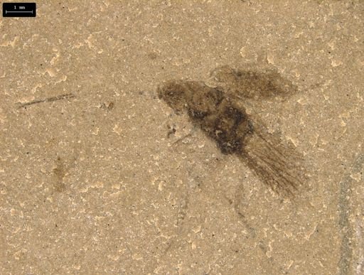 taxon undetermined