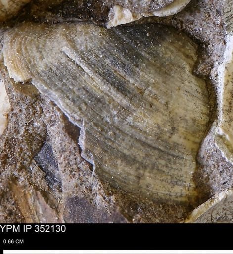 undet. Bivalvia