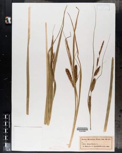 Plantae
