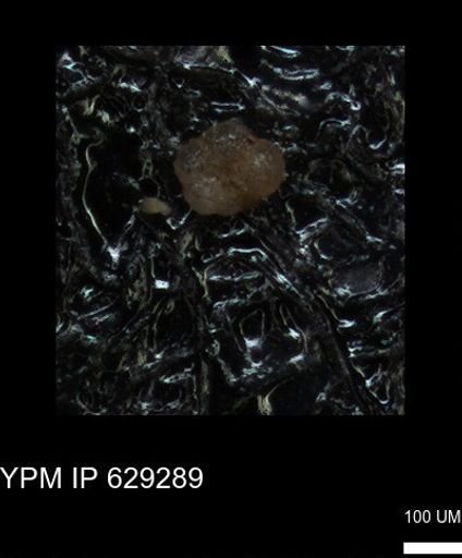 undet. Rugoglobigerinidae