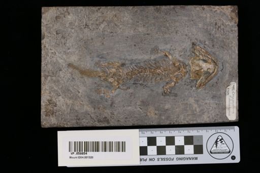 Discosauriscus pulcherrimus