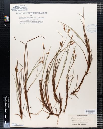 Carex limosa
